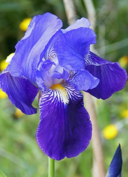 most beautiful blue flowers