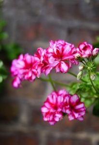 most beautiful garden flowers geranium
