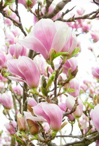 most beautiful pink flowers magnolia
