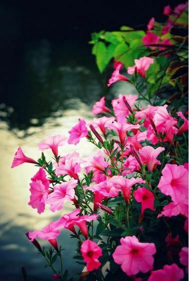 most beautiful pink flowers