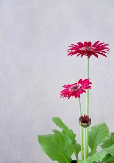 beautiful tall flowers