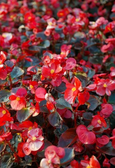 small beautiful flowers