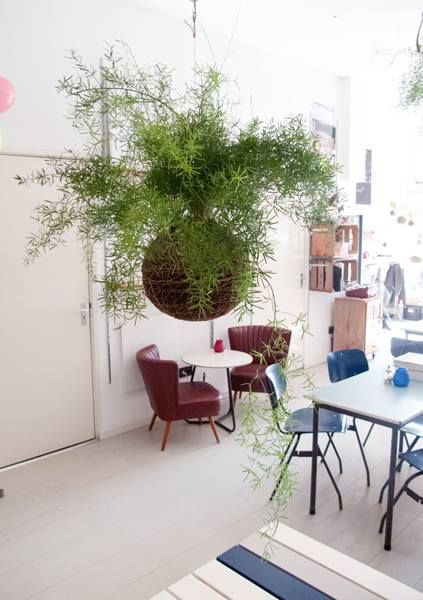 hanging plants ideas