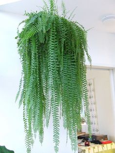 hanging plants ideas