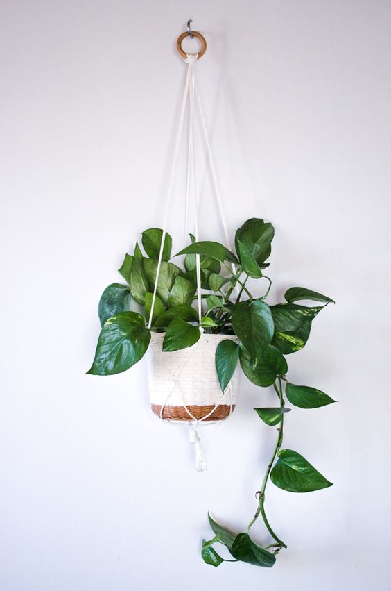 15+ Beautiful Hanging Plants Ideas | Indoor & Outdoor » Jessica Paster