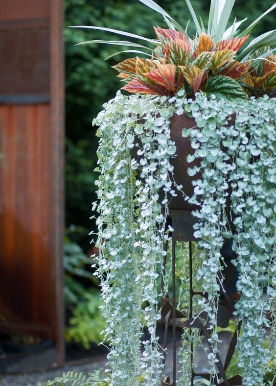 hanging plants