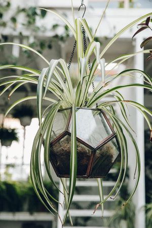 hanging plants