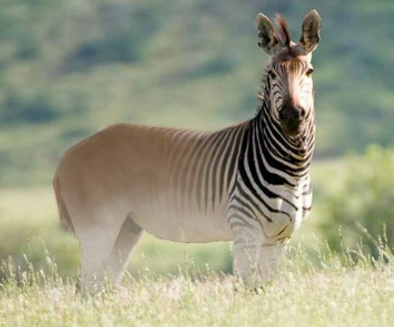 Animals that start with q - quagga