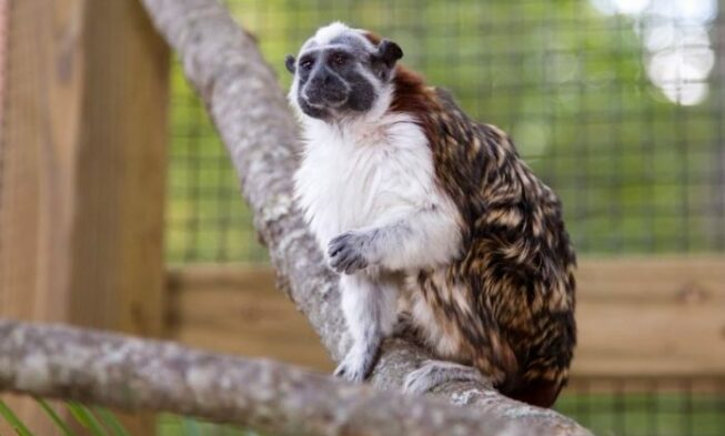 animals that start with g - geo tamarin » Jessica Paster