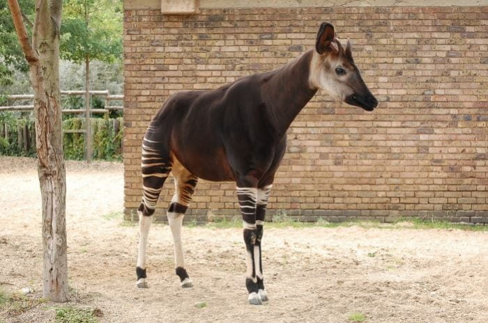 Dieren die beginnen met o