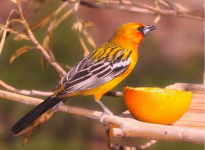 vogels die beginnen met o