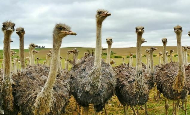 dieren die beginnen met o - struisvogel