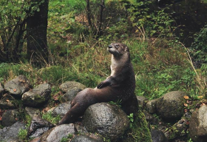 Tiere, die mit dem Buchstaben o beginnen