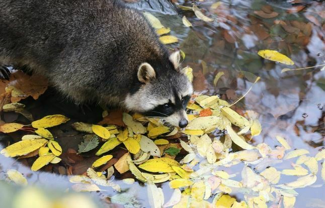 animals that start with r - racoon » Jessica Paster