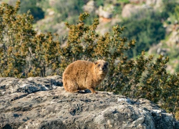 15+ Animales que comienzan con la letra R | Nombres y fotos " Jessica