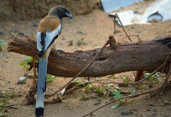 animals that start with r - rufous » Jessica Paster