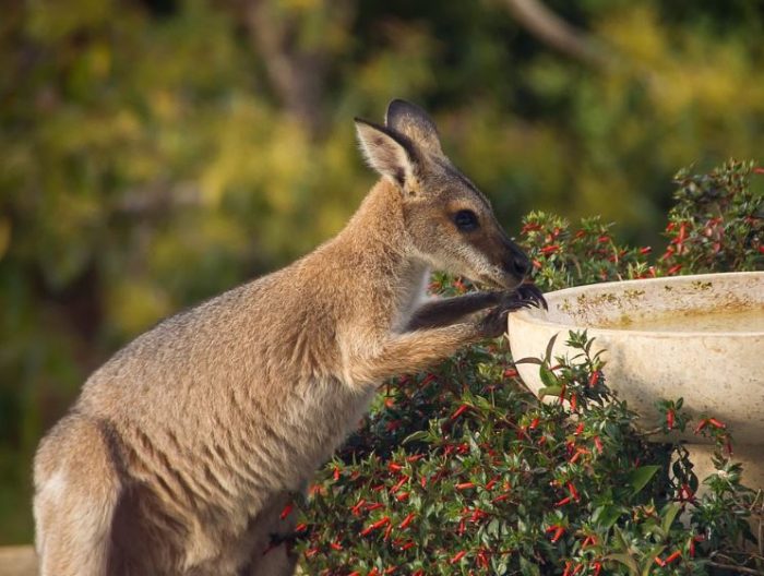 25+ Animals That Start With the Letter W | Names & Pictures » Jessica