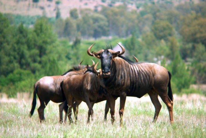 animals that start with w - wildebeest » Jessica Paster