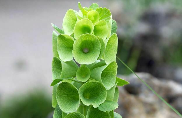 Top 15 Most Beautiful Green Flowers with Pictures