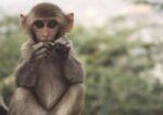 30+ Types of Monkeys and Apes | Names & Pictures