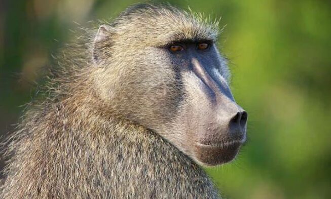 Types of Monkeys and Apes 26 » Jessica Paster