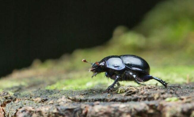 Animals That Start With D Dung Beetle Jessica Paster