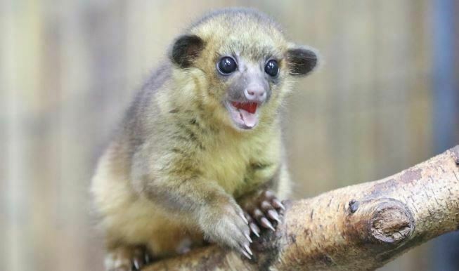 √ 13 Cute Animals with Big Eyes Looking so Cute | Big Eyed Animals