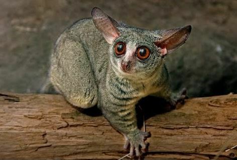 Great Small Eyed Animals in 2023 The ultimate guide 