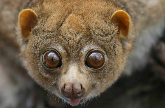 √ 13 Cute Animals with Big Eyes Looking so Cute | Big Eyed Animals