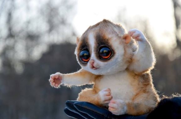 fuzzy animals with big eyes