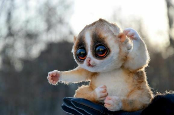 √ 13 Cute Animals with Big Eyes Looking so Cute | Big Eyed Animals »  Jessica Paster