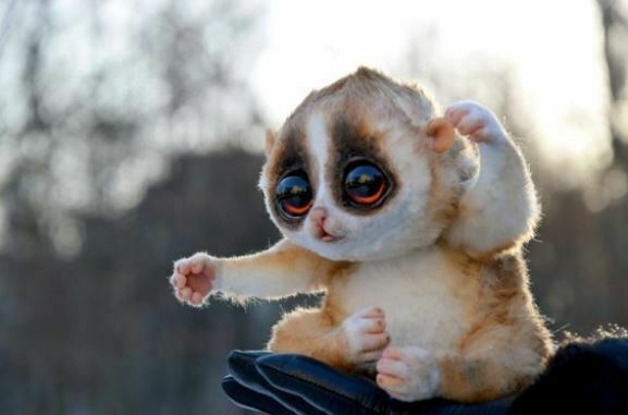 13 Cute Animals with Big Eyes Looking so Cute | Big Eyed ...