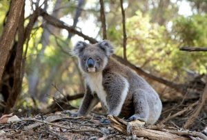 solitary animals - koala