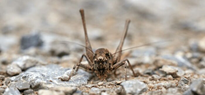 What do Crickets Eat and Tips to Keep Them » Jessica Paster