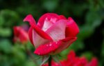 8+ Beautiful Pictures of Roses | Roses Gallery