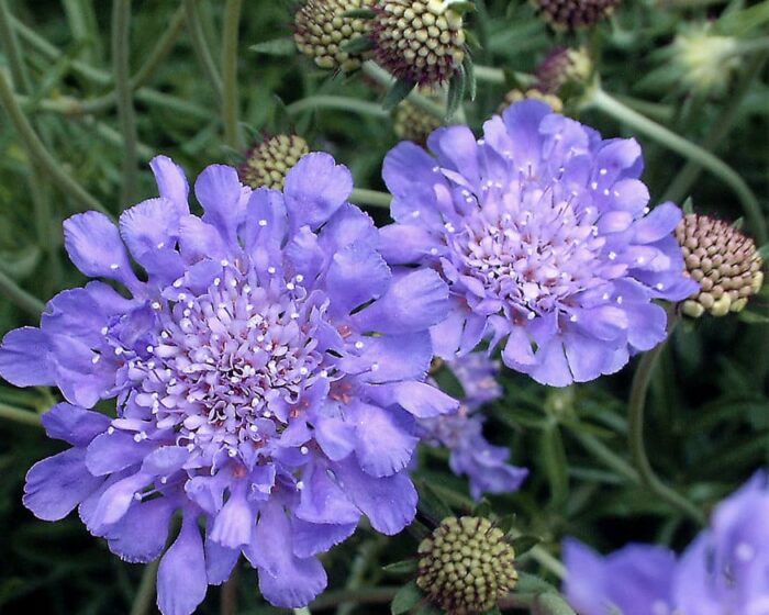 Types of Blue Flowers