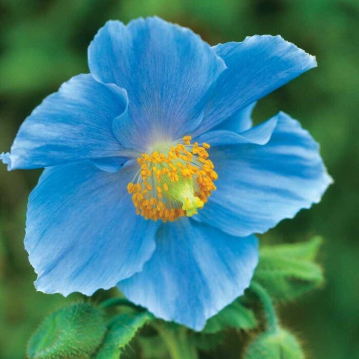 Types of Blue Flowers