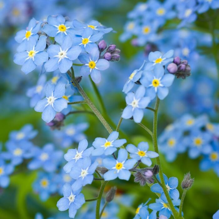 Type of Blue Flowers