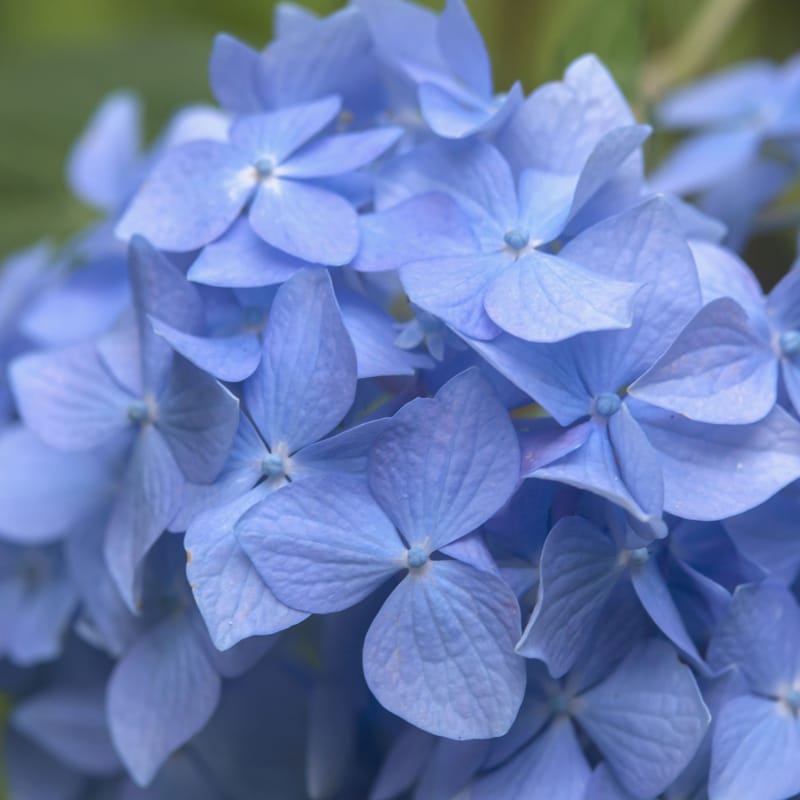 Top 28 Beautiful Types of Blue Flowers with Names and Pictures