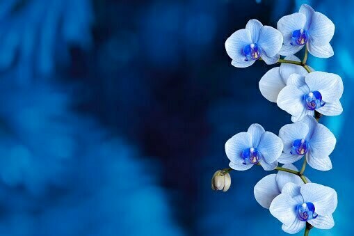 types of blue flowers