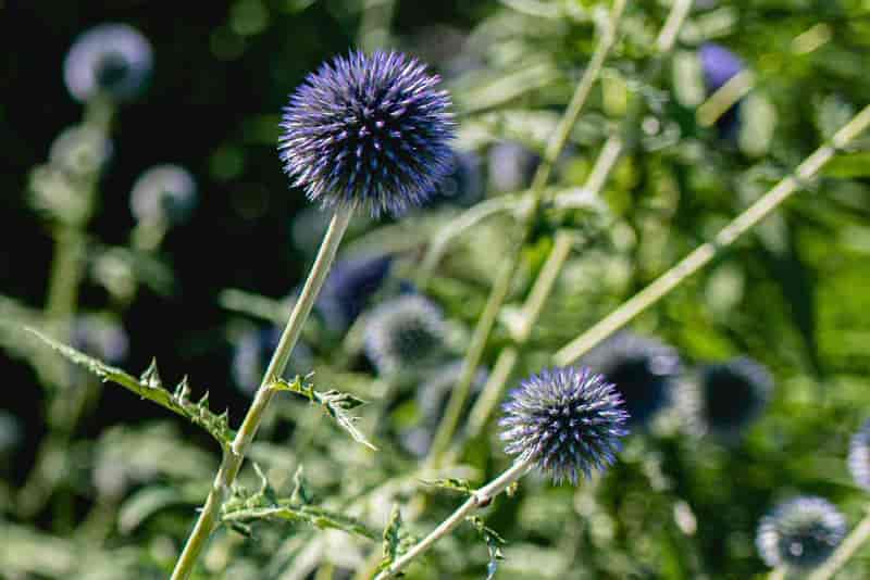 Type of Blue Flowers