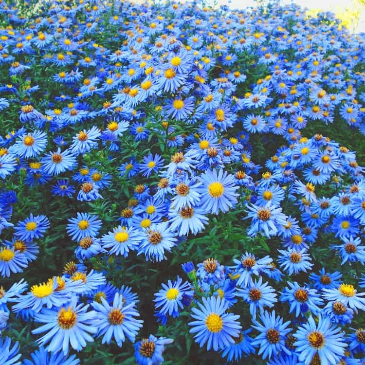 Type of Blue Flowers