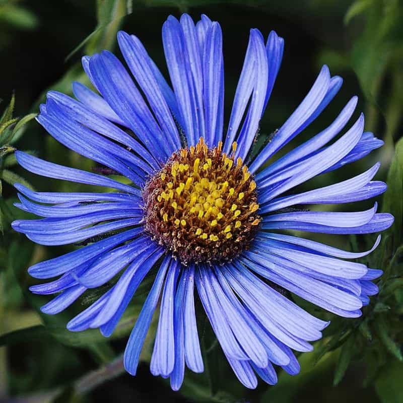 Types of Blue Flowers