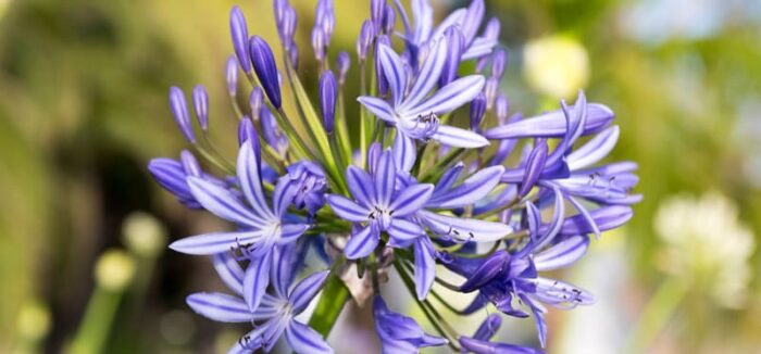 Type of Blue Flowers