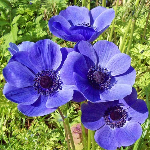 Types of Blue Flowers