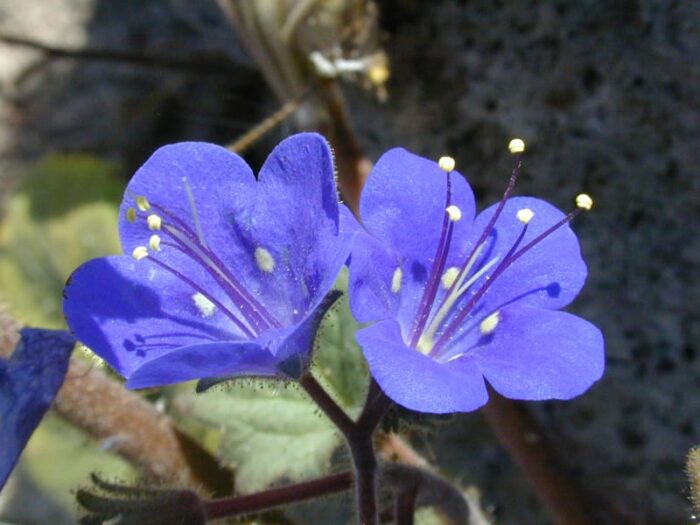 Types of Blue Flowers