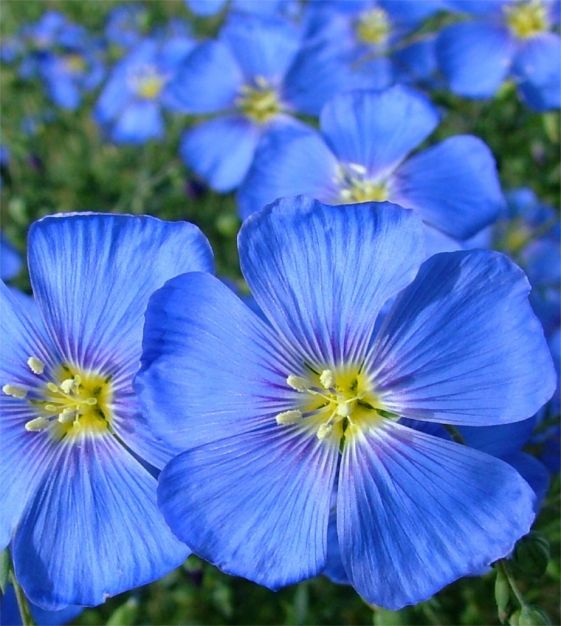 Types of Blue Flowers