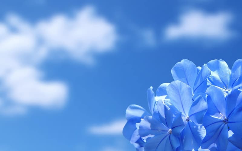 Types of Blue Flowers