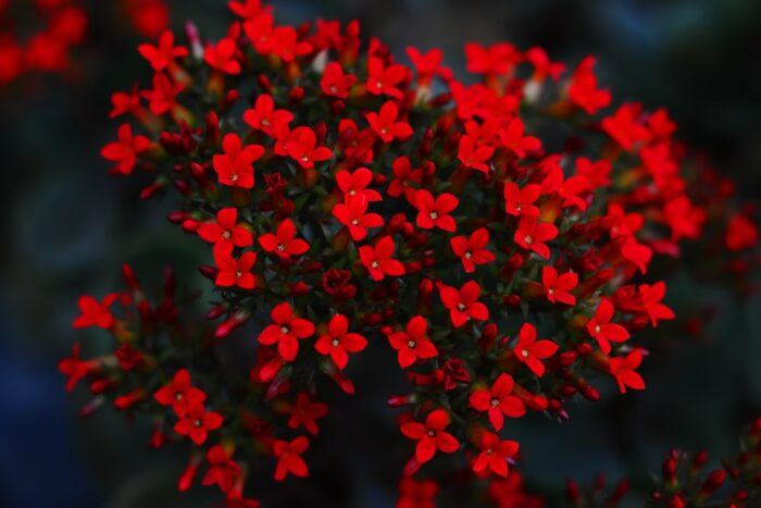 Types of Red Flowers