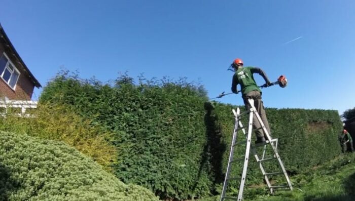 Transform Your Garden with Trimming Services